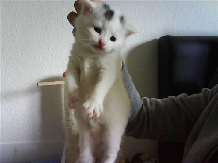 Huskat Pinky billede 9