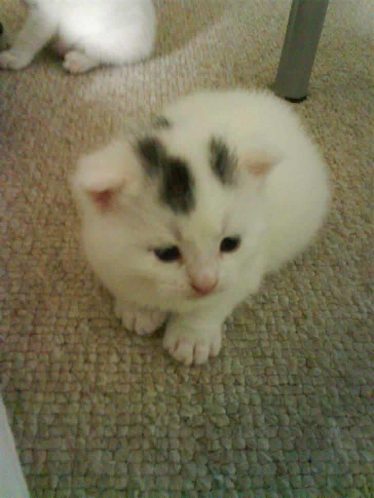 Huskat Pinky - Liger lige på lur, så si´ ikk noget!!! billede 10