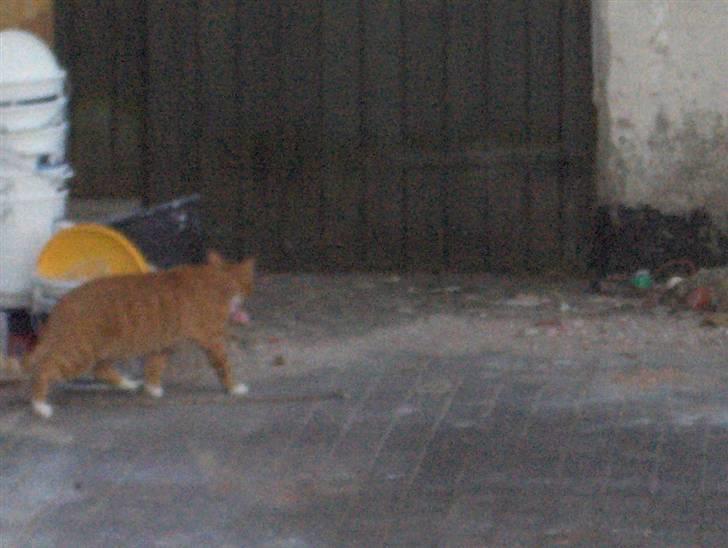 Huskat Kenzo - Uha jeg er blevet så modig nu tør jeg gå helt hen til min fars nedrevet hus og snuse Jeg så dygtig billede 7