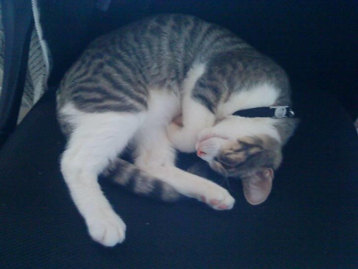 Blanding af racer Findus - væk- - en træt findus billede 10