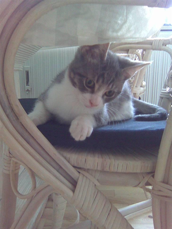 Blanding af racer Findus - væk- - en fræk findus billede 11