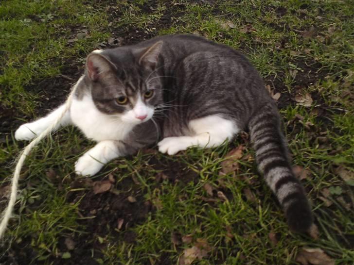 Blanding af racer Findus - væk- - findus nyder at være ude i det fri.. 2009 billede 12