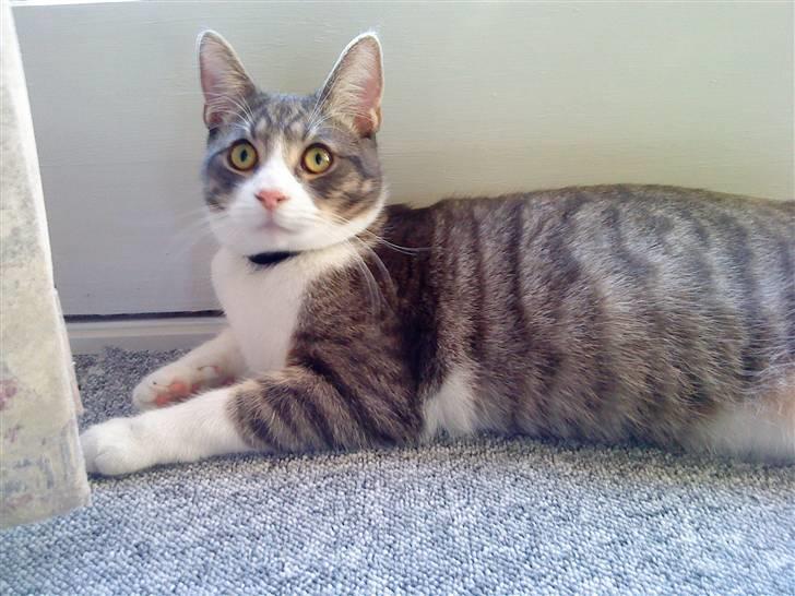 Blanding af racer Findus - væk- - mon min mor snart kommer med noget mad?  billede 13