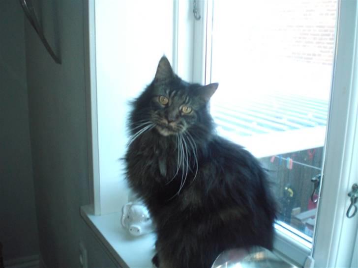 Maine Coon kenzo billede 1