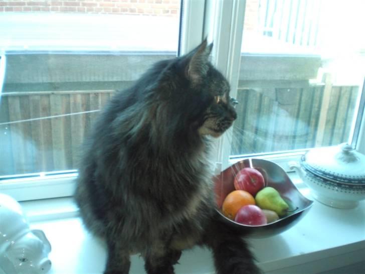 Maine Coon kenzo billede 2