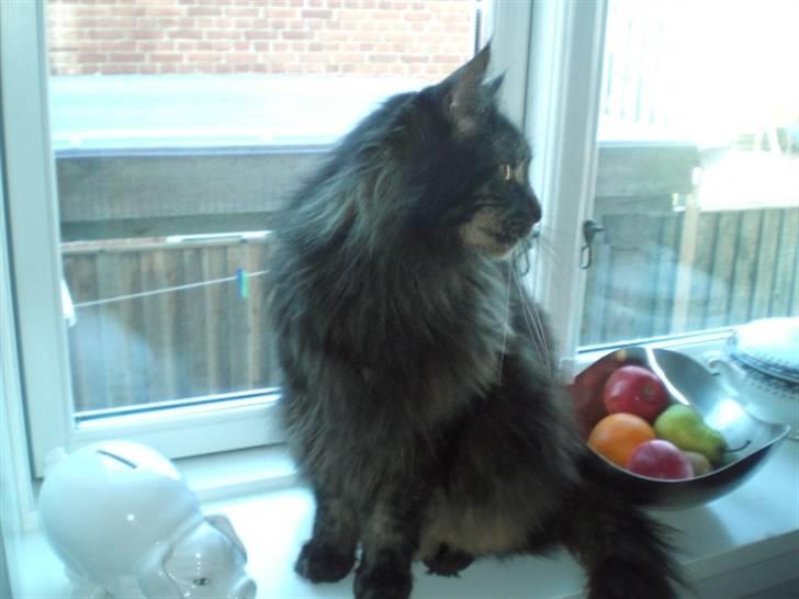 Maine Coon kenzo billede 3