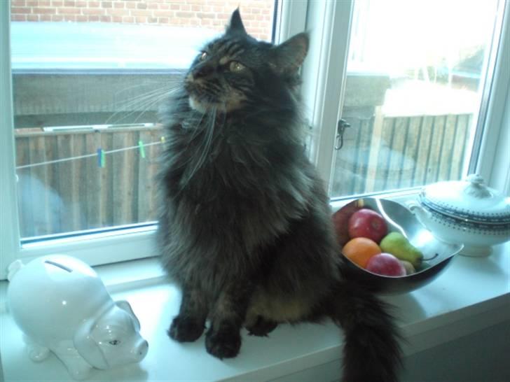 Maine Coon kenzo billede 4