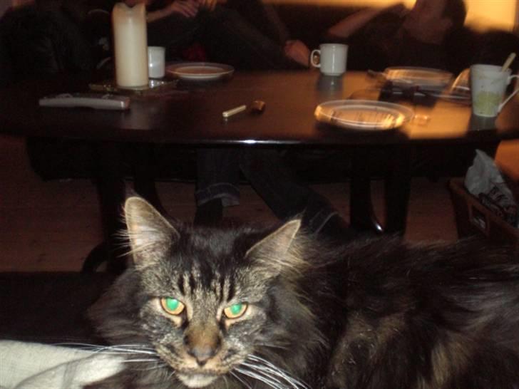 Maine Coon kenzo billede 5