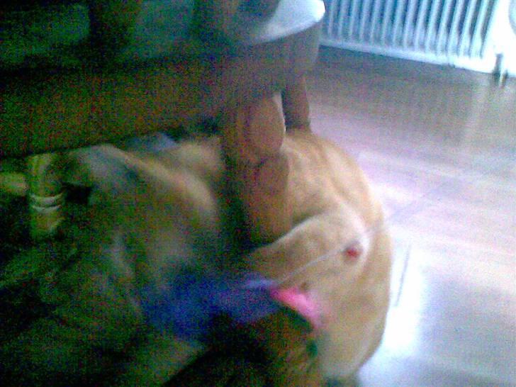 Huskat kisser billede 2