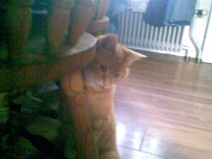 Huskat kisser billede 3