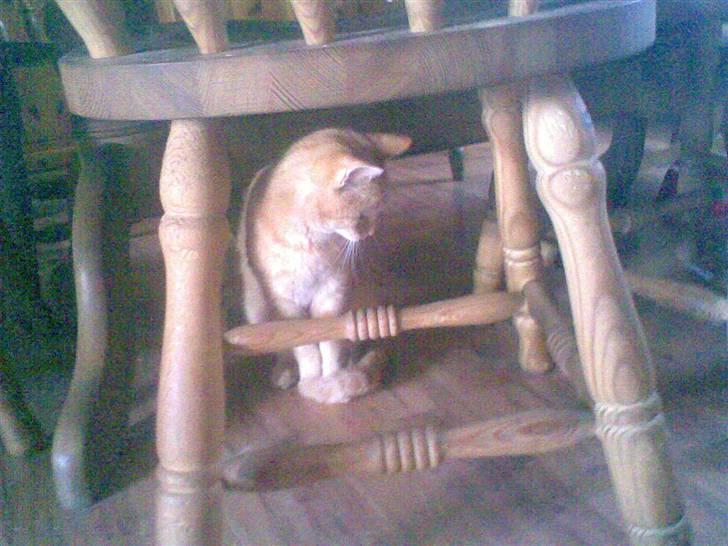 Huskat kisser billede 4