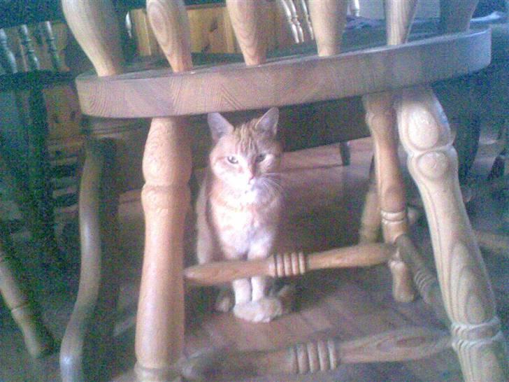 Huskat kisser billede 5