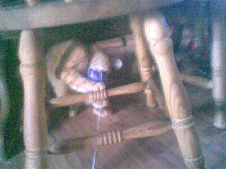 Huskat kisser billede 6