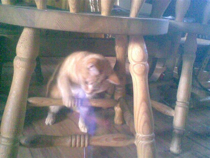 Huskat kisser billede 7