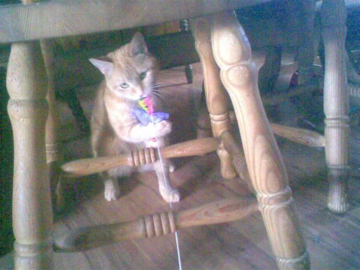 Huskat kisser billede 8