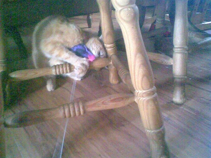 Huskat kisser billede 9