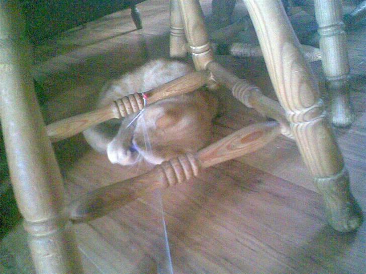 Huskat kisser billede 10