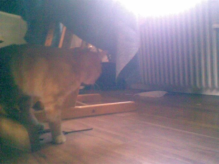 Huskat kisser billede 11