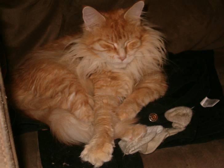 Maine Coon Isabella billede 5