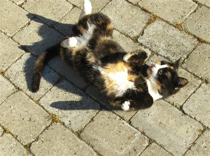 Huskat Misser - nu vor du er her, hvad så med lige at kløe min mave billede 10