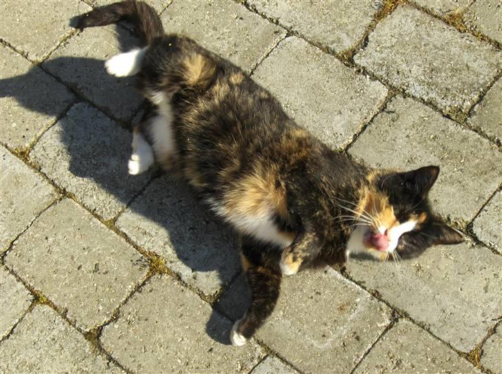 Huskat Misser - hej du, hva glor du på billede 11