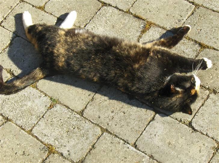 Huskat Misser - uhh... ja det godt at strække sig billede 12