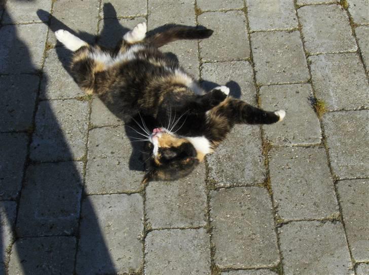 Huskat Misser - hej billede 13