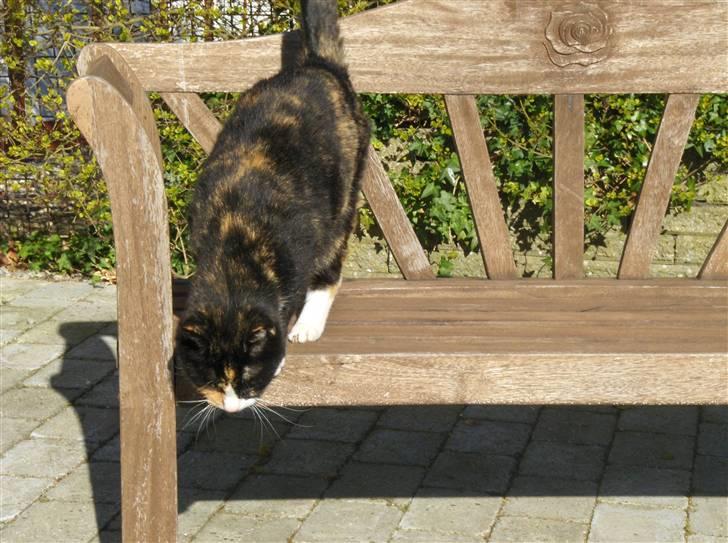 Huskat Misser - nu skal jeg komme efter dig... ROAR!"! billede 14