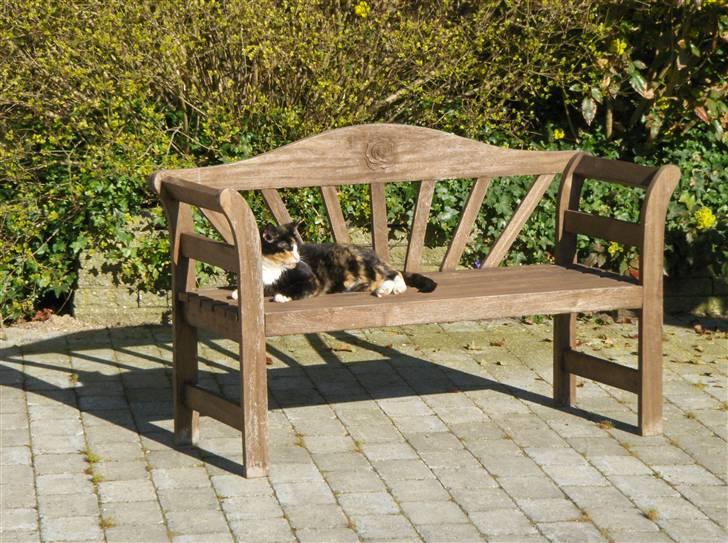 Huskat Misser - Solen+kat+bænk=Dovneri billede 15