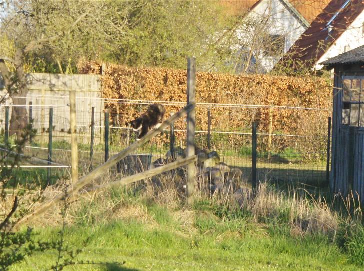 Huskat Misser - lige oppe på en hegnspæl billede 16