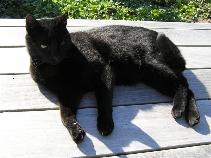 Huskat Buddi - Buddi  :)  (NYT) billede 15