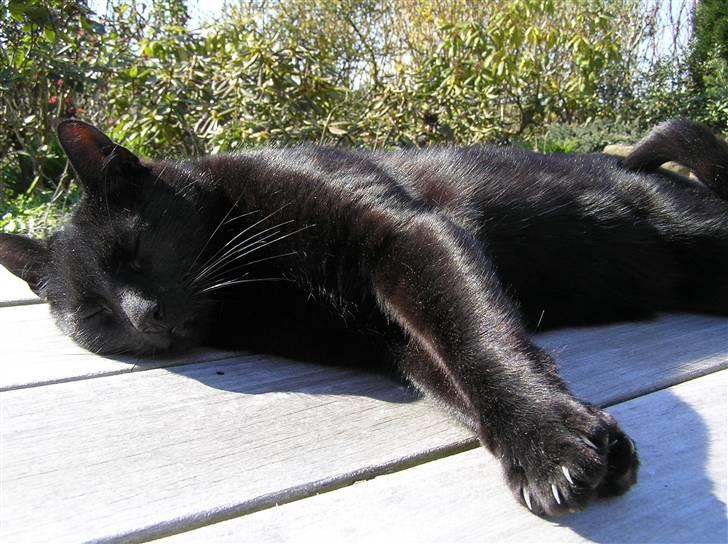 Huskat Buddi - Buddi  :)          (NYT) billede 16