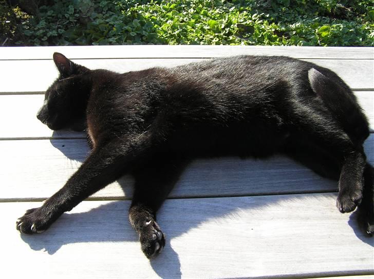 Huskat Buddi - Buddi  :)    (NYT) billede 17