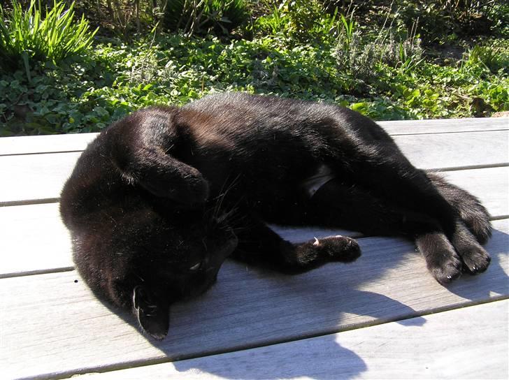 Huskat Buddi - Buddi  :)  (NYT) billede 18