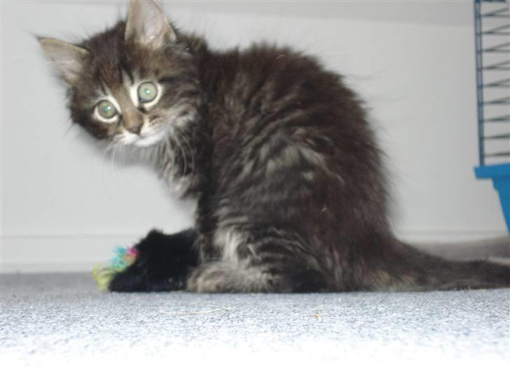 Norsk Skovkat Skipper - Nåhh se de øjne.. billede 1