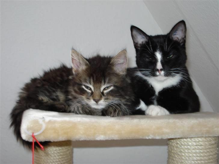 Norsk Skovkat Skipper - Bedste venner med vores anden kat "kiwi" :) billede 2