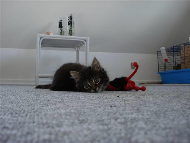 Norsk Skovkat Skipper - Mors tutter! billede 3