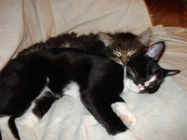 Norsk Skovkat Skipper - De kan ikk undvære hinanden!! billede 4