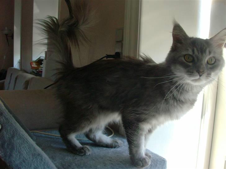 Maine Coon DK Kousgård Bianka billede 1