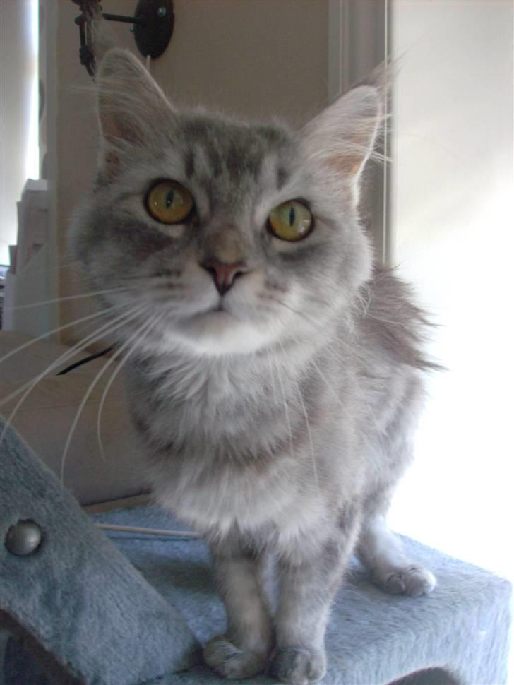 Maine Coon DK Kousgård Bianka billede 2