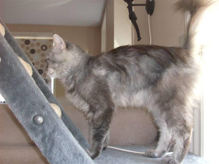 Maine Coon DK Kousgård Bianka billede 3