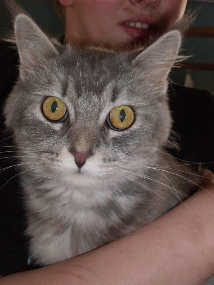 Maine Coon DK Kousgård Bianka billede 4