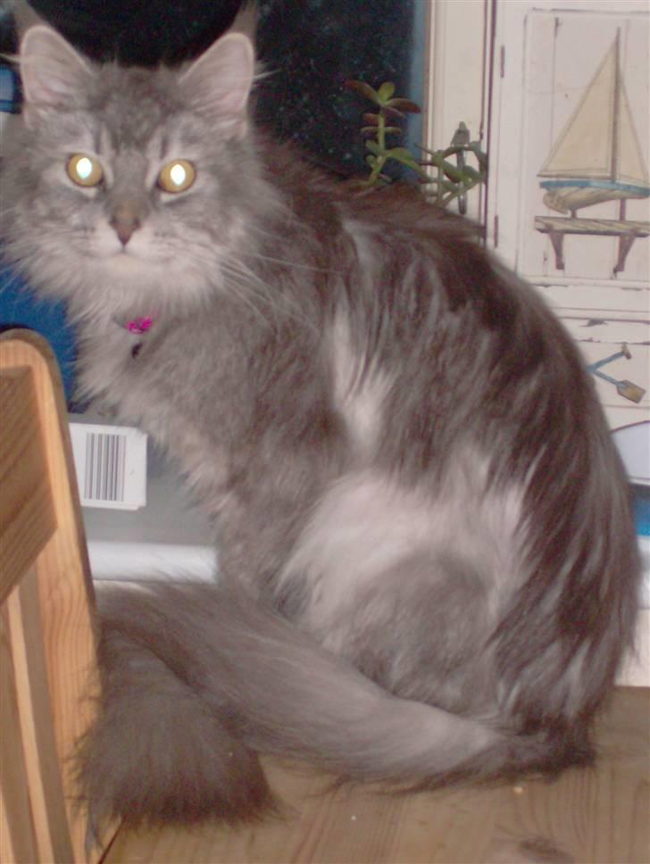 Maine Coon DK Kousgård Bianka billede 5