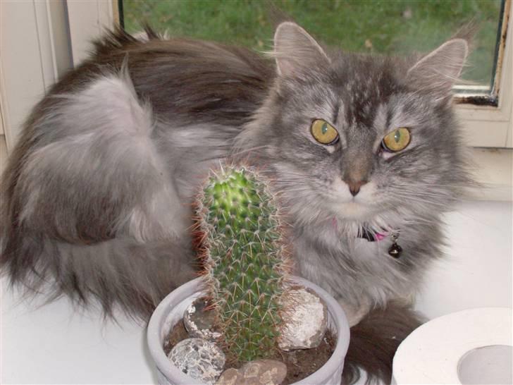 Maine Coon DK Kousgård Bianka billede 6