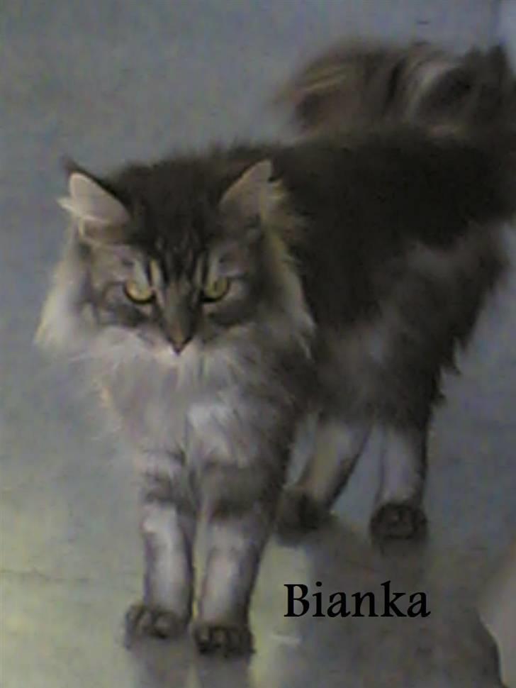Maine Coon DK Kousgård Bianka billede 7