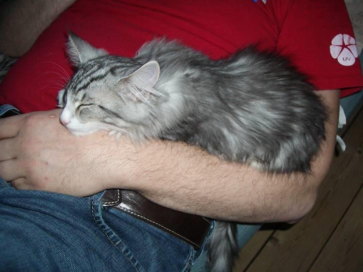 Norsk Skovkat Alya billede 7