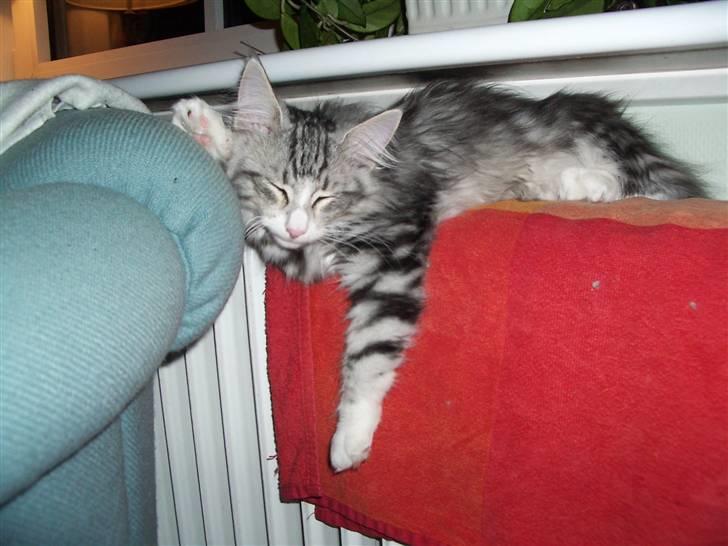 Norsk Skovkat Alya billede 8