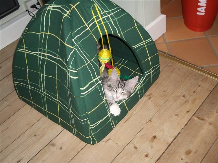 Norsk Skovkat Alya billede 9