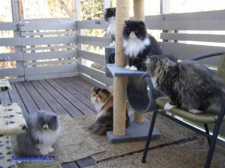 Perser Twinkie - Så er jeg og mine venner igen ude for at nyde det fine vejr:-) billede 11