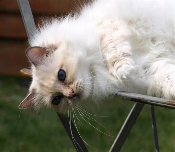 Hellig Birma Cisse billede 13